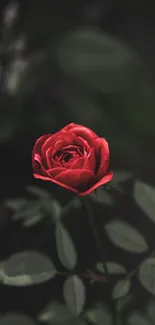 Elegant red rose in focus on dark green background.