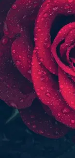 Close-up of a red rose with dewdrops against a dark background.