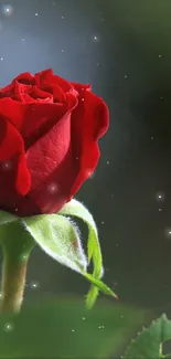 Close-up of a red rose with green leaves against a blurred background.