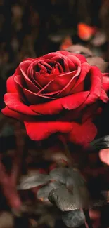 A vivid red rose against a dark, artistic background.