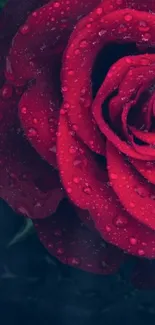 Red rose with rain droplets on dark background.