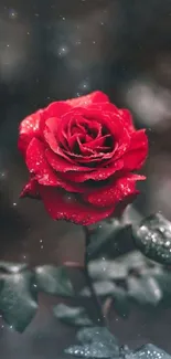 Close-up of a vibrant red rose with dew on petals.