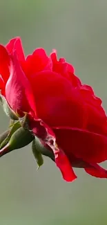 Close-up of a vibrant red rose against a blurred green background.