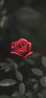 A striking red rose against a dark background with green leaves.