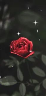 Elegant red rose with sparkling stars on a dark background.