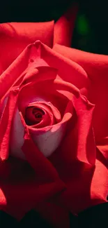 Beautiful red rose with a dark background.