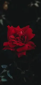 Vivid red rose against a dark backdrop.