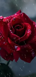 Elegant red rose with dew drops wallpaper.