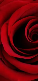 Elegant red rose petals in close-up view.