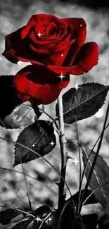 Elegant red rose on black and white background.