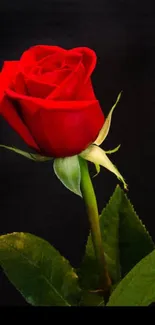 Elegant red rose with green leaves against a dark background.