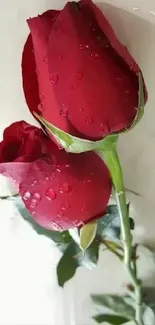 Close-up of dewy red roses on a stylish wallpaper.