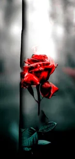 Elegant red rose with blurred background.