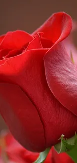 Close-up of an elegant red rose with vivid details.