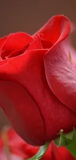 Close-up of a vibrant red rose against a subtle background.