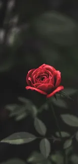 Elegant red rose on dark background mobile wallpaper.