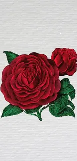 Red rose with green leaves on a white textured background.