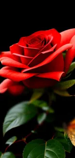 Red rose with green leaves and black background.