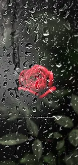 Elegant red rose on a dark background mobile wallpaper.