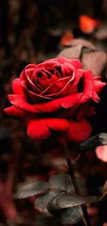 Beautiful close-up of a red rose with a dark background.