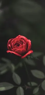 Vibrant red rose blooming on dark background.