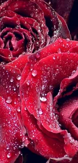 Red roses with sparkling water droplets, perfect for mobile wallpaper.