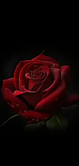 Elegant red rose on a dark background mobile wallpaper.