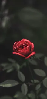 Elegant and vivid red rose with dark leafy background.