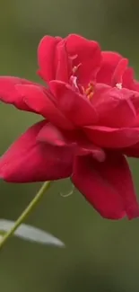 Elegant red rose on a blurred green background.