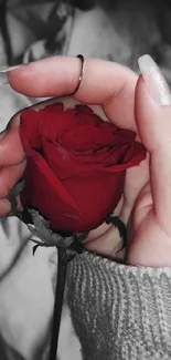 Hand holding a vibrant red rose against a grey background.