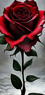 Close-up of a vibrant red rose with dark, detailed petals.