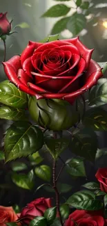 Elegant and vibrant red rose with green leaves on a dark background.