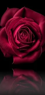 Elegant red rose with vivid petals on a black background wallpaper.