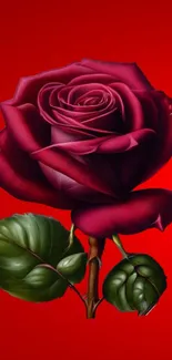 Elegant red rose on vibrant red background.