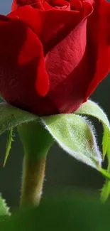 Close-up of a blooming red rose with green leaves.