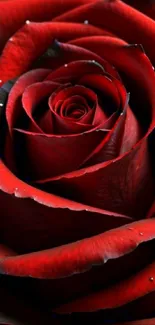 Close-up of a stunning red rose with water droplets on petals.