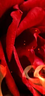 Close-up of a vibrant red rose on a black background.