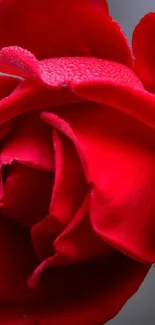 Close-up of a red rose with dewdrops on petals, vibrant and elegant design.