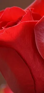 Close-up of a vibrant red rose, perfect for an elegant wallpaper.