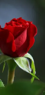 Elegant red rose with a dark background, perfect for mobile wallpaper.