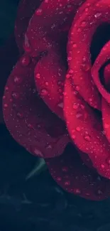 Close-up of a red rose with dewdrops on petals.