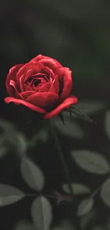 Red rose in focus against a dark, leafy background.