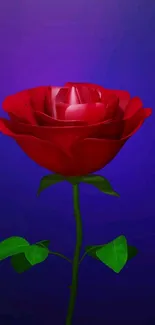 Vibrant red rose with green leaves on a deep blue background.