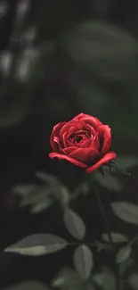 Elegant red rose with dark background for mobile wallpaper.