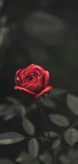 Vibrant red rose against a dark leafy background.