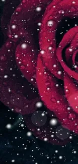 Elegant red rose with dewdrops on a dark background wallpaper.