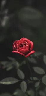 Elegant red rose with dark leaves on a mobile wallpaper.