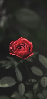 Elegant red rose with dark green leaves on a mobile wallpaper.