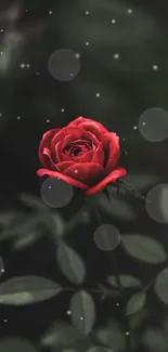 Elegant red rose on dark background, perfect for mobile wallpaper.