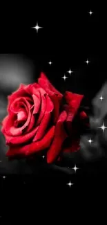 Beautiful red rose on a dark background.